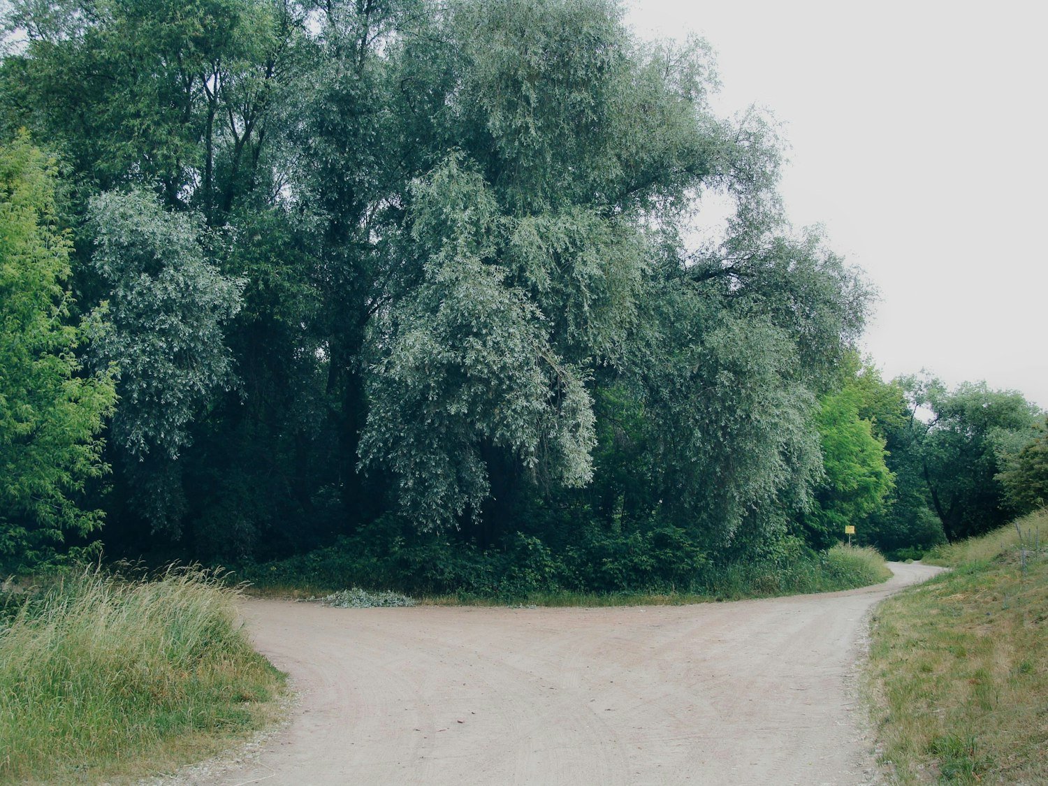 A dirt path splitting into two directions near trees