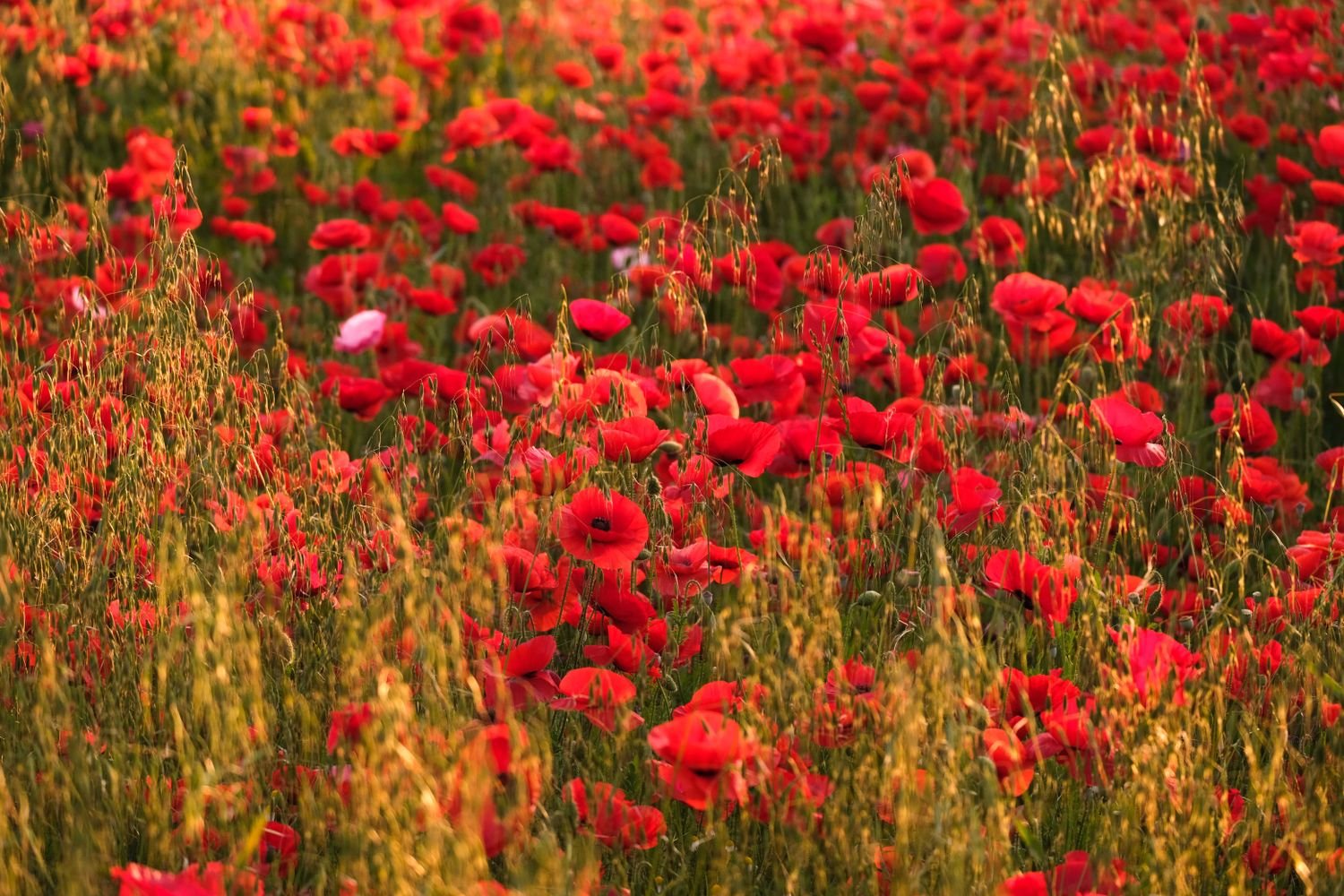 A lush field of vibrant red poppies in full bloom