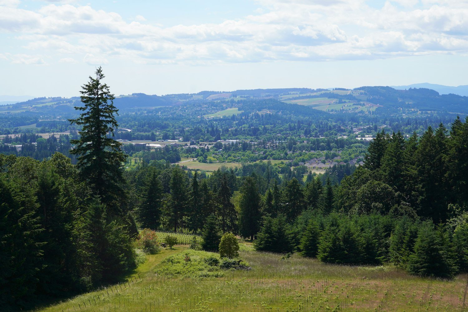 A green valley landscape, the mid-Willamette Valley setting around Lebanon, Oregon