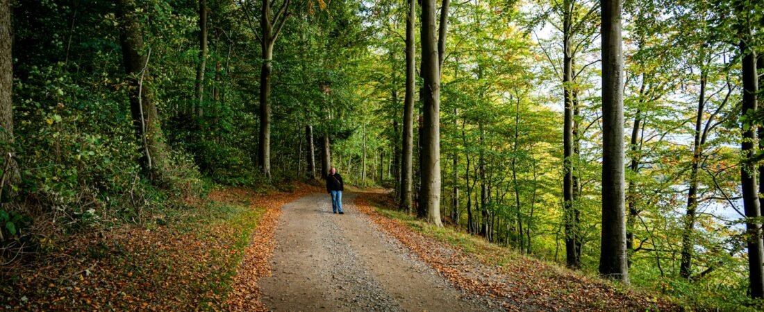 A person walking a gravel path through a forest, representing steady progress through treatment