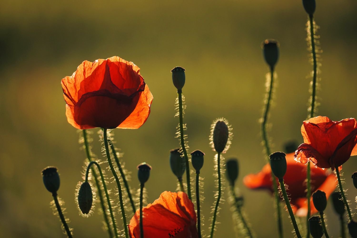 Red poppies illuminated by the setting sun in a summer meadow