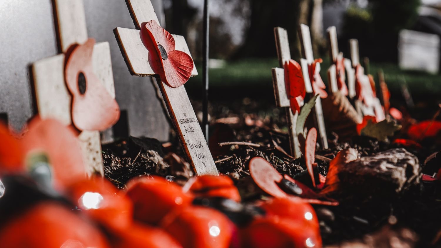Why Does the American Legion Sell Poppies? History of Poppy Day