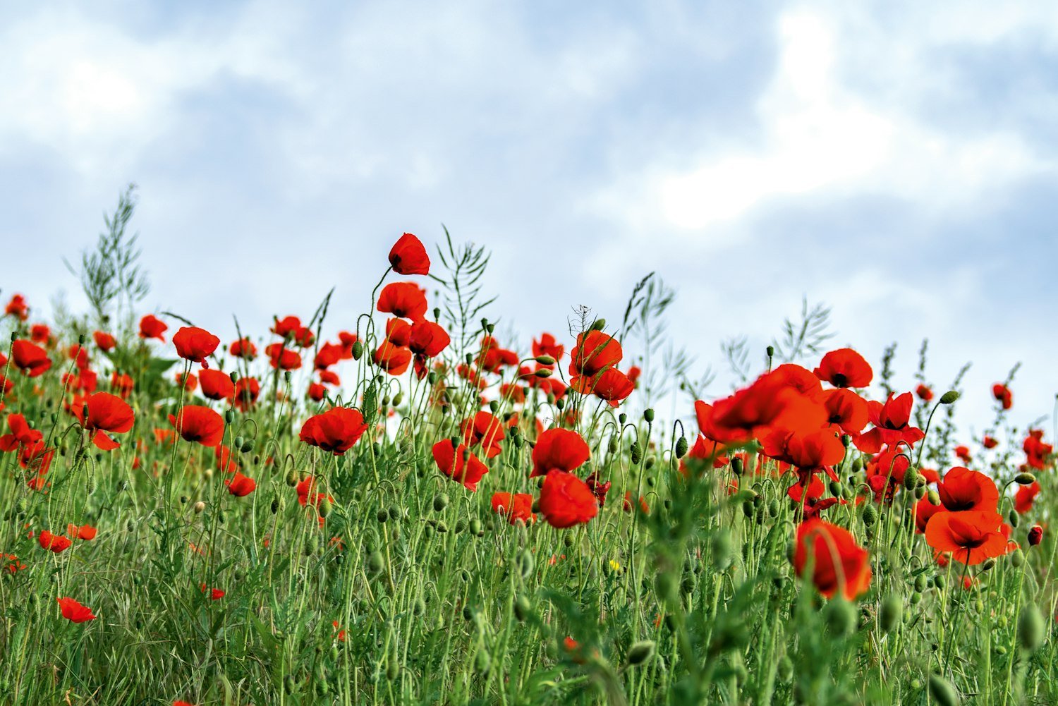 Red flowers under a cloudy sky, similar to the poppies of Flanders Fields