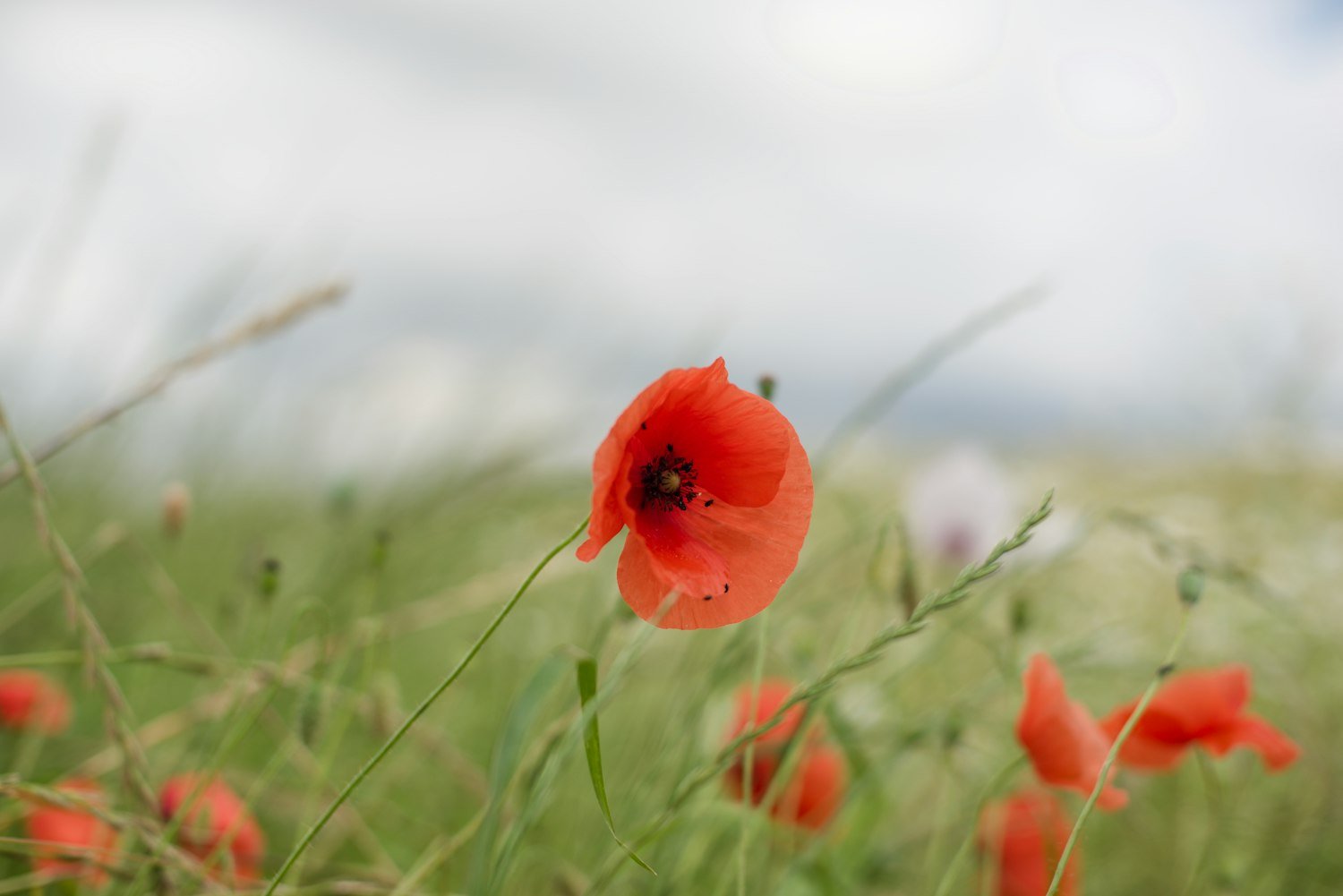 A single red poppy in bloom, the flower made famous by the WWI poem In Flanders Fields
