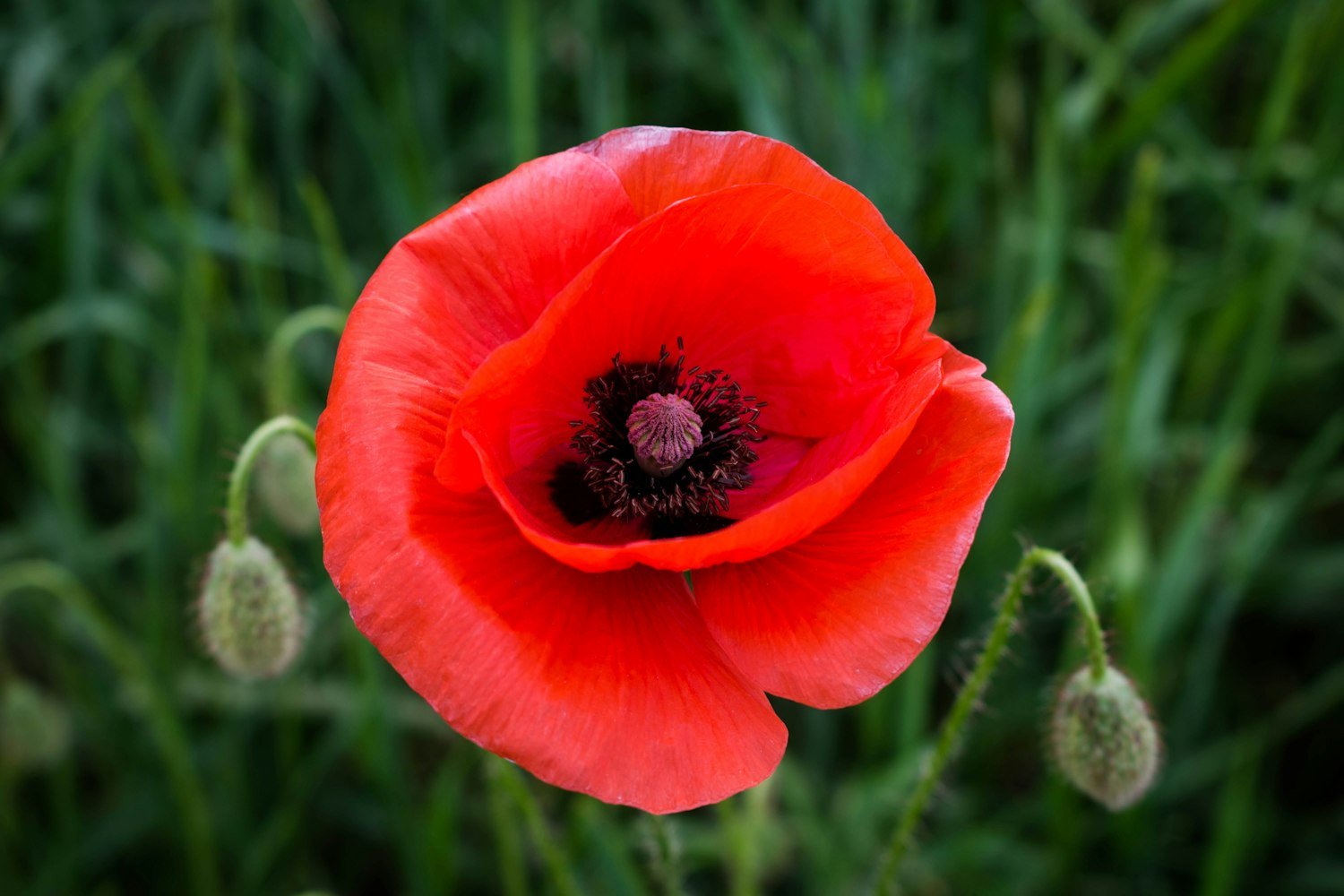 A close-up of a red poppy flower, the official memorial flower of the American Legion Family