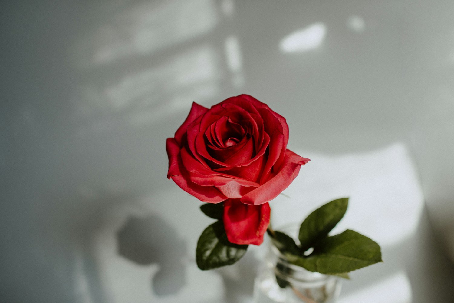 A single red rose, the flower placed on the Missing Man Table to represent the families keeping faith