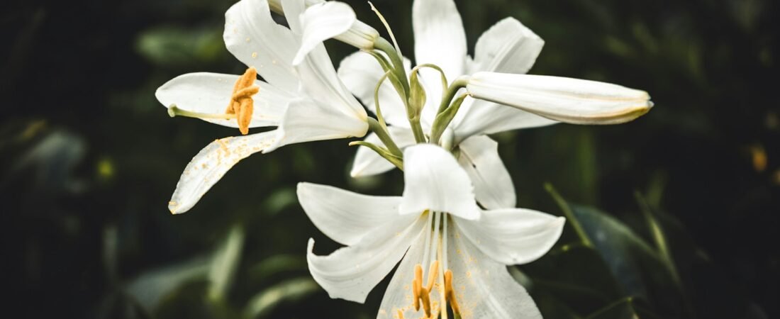 White flowers arranged for a funeral service
