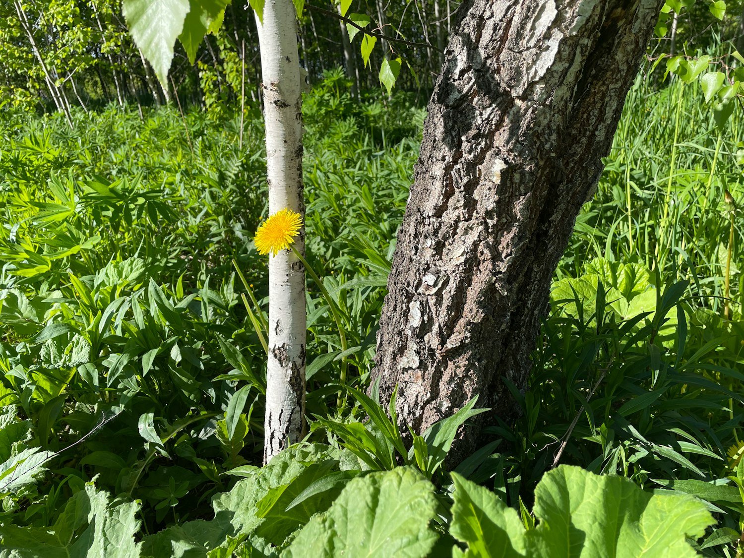 A yellow bloom in grass, echoing the yellow ribbon that symbolizes hope for the missing to return home